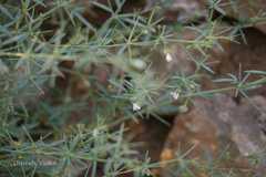 Fagonia indica
